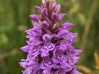 Dactylorhiza praetermissa ssp junialis 44, Gevlekte rietorchis, Saxifraga-Hans Dekker