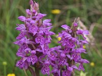 Dactylorhiza praetermissa ssp junialis 45, Gevlekte rietorchis, Saxifraga-Hans Dekker