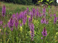 Dactylorhiza praetermissa ssp junialis 46, Gevlekte rietorchis, Saxifraga-Hans Dekker