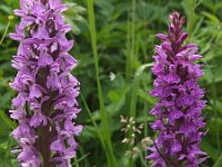 Dactylorhiza praetermissa ssp junialis 48, Gevlekte rietorchis, Saxifraga-Hans Dekker