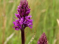 Dactylorhiza praetermissa ssp junialis 87, Gevlekte rietorchis, Saxifraga-Hans Dekker