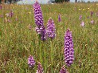 Dactylorhiza praetermissa ssp junialis 88, Gevlekte rietorchis, Saxifraga-Hans Dekker