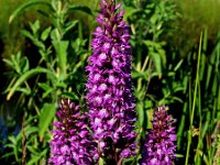 Dactylorhiza praetermissa ssp junialis 89, Gevlekte rietorchis, Saxifraga-Hans Dekker