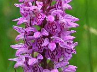 Dactylorhiza praetermissa ssp junialis 90, Gevlekte rietorchis, Saxifraga-Hans Dekker