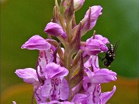 Dactylorhiza praetermissa ssp junialis 93, Gevlekte rietorchis, Saxifraga-Hans Dekker