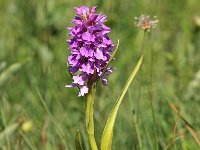 Dactylorhiza praetermissa ssp praetermissa 100, Rietorchis, Saxifraga-Hans Dekker