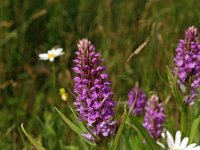 Dactylorhiza praetermissa ssp praetermissa 102, Rietorchis, Saxifraga-Hans Dekker