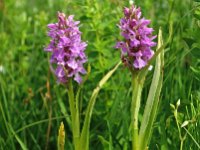 Dactylorhiza praetermissa ssp praetermissa 103, Rietorchis, Saxifraga-Hans Dekker