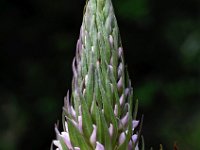 Dactylorhiza praetermissa ssp praetermissa 105, Rietorchis, Saxifraga-Hans Dekker