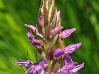 Dactylorhiza praetermissa ssp praetermissa 107, Rietorchis, Saxifraga-Hans Dekker