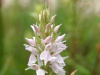 Dactylorhiza praetermissa ssp praetermissa 109, Rietorchis, Saxifraga-Hans Dekker