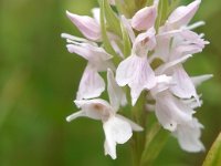 Dactylorhiza praetermissa ssp praetermissa 110, Rietorchis, Saxifraga-Hans Dekker