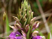 Dactylorhiza praetermissa ssp praetermissa 113, Rietorchis, Saxifraga-Hans Dekker