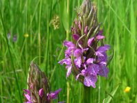 Dactylorhiza praetermissa ssp praetermissa 145, Rietorchis, Saxifraga-Ed Stikvoort