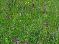 Dactylorhiza praetermissa ssp praetermissa 146, Rietorchis, Saxifraga-Ed Stikvoort