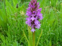 Dactylorhiza praetermissa ssp praetermissa 148, Rietorchis, Saxifraga-Ed Stikvoort