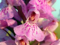 Dactylorhiza praetermissa ssp praetermissa 151, Rietorchis, Saxifraga-Ed Stikvoort