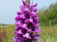 Dactylorhiza praetermissa ssp praetermissa 159, Rietorchis, Saxifraga-Ed Stikvoort