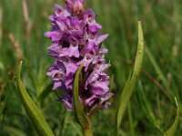 Dactylorhiza praetermissa ssp praetermissa 34, Gevlekte Rietorchis, Saxifraga-Hans Dekker