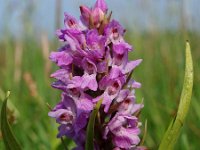 Dactylorhiza praetermissa ssp praetermissa 35, Gevlekte Rietorchis, Saxifraga-Hans Dekker