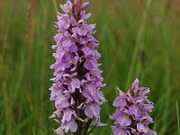 Dactylorhiza praetermissa ssp praetermissa 36, Gevlekte Rietorchis, Saxifraga-Hans Dekker