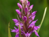 Dactylorhiza praetermissa ssp praetermissa 50, Gevlekte Rietorchis, Saxifraga-Hans Dekker