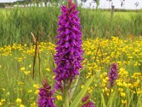 Dactylorhiza praetermissa ssp praetermissa 56, Gevlekte Rietorchis, Saxifraga-Hans Dekker