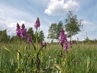 Dactylorhiza praetermissa ssp praetermissa 57, Gevlekte Rietorchis, Saxifraga-Hans Dekker