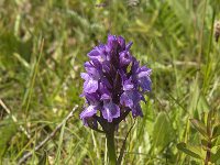 Dactylorhiza praetermissa ssp praetermissa 75, Rietorchis, Saxifraga-Jan van der Straaten