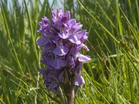 Dactylorhiza praetermissa ssp praetermissa 76, Rietorchis, Saxifraga-Jan van der Straaten