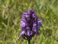 Dactylorhiza praetermissa ssp praetermissa 78, Rietorchis, Saxifraga-Jan van der Straaten