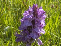 Dactylorhiza praetermissa ssp praetermissa 79, Rietorchis, Saxifraga-Jan van der Straaten