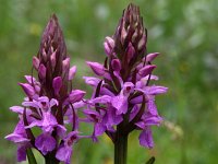 Dactylorhiza praetermissa ssp praetermissa 95, Rietorchis, Saxifraga-Hans Dekker