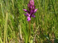 Dactylorhiza praetermissa ssp praetermissa 96, Rietorchis, Saxifraga-Hans Dekker