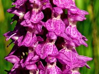 Dactylorhiza praetermissa ssp praetermissa 97, Rietorchis, Saxifraga-Hans Dekker