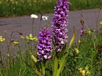 Dactylorhiza praetermissa ssp praetermissa 99, Rietorchis, Saxifraga-Hans Dekker