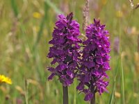 Dactylorhiza purpurella 14, Purperrode orchis, Saxifraga-Hans Dekker