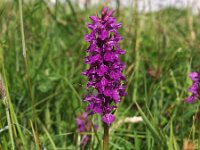 Dactylorhiza purpurella 16, Purperrode orchis, Saxifraga-Hans Dekker