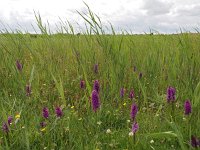 Dactylorhiza purpurella 18, Purperrode orchis, Saxifraga-Hans Dekker