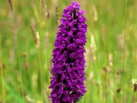 Dactylorhiza purpurella 4, Purperrode orchis, Saxifraga-Hans Dekker