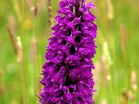 Dactylorhiza purpurella 5, Purperrode orchis, Saxifraga-Hans Dekker