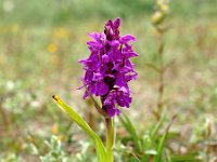 Dactylorhiza purpurella 6, Purperrode orchis, Saxifraga-Hans Dekker