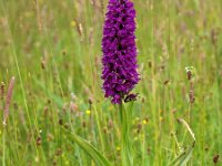 Dactylorhiza purpurella 7, Purperrode orchis, Saxifraga-Hans Dekker