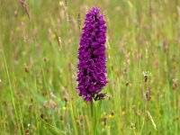 Dactylorhiza purpurella 8, Purperrode orchis, Saxifraga-Hans Dekker