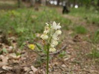 Dactylorhiza romana 11, Saxifraga-Dirk Hilbers