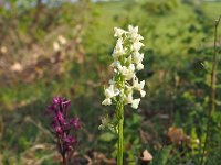 Dactylorhiza romana 12, Saxifraga-Hans Dekker