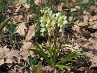 Dactylorhiza romana 16, Saxifraga-Hans Dekker