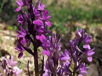 Dactylorhiza romana 18, Saxifraga-Hans Dekker