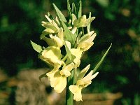 Dactylorhiza romana 2, Saxifraga-Hans Dekker