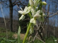 Dactylorhiza romana 3, Saxifraga-Rutger Barendse